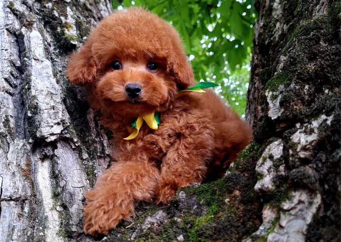 Toy poodle red brown Kore mini yavrularımız